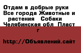 Отдам в добрые руки  - Все города Животные и растения » Собаки   . Челябинская обл.,Пласт г.